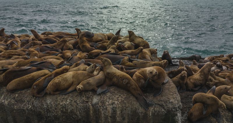 Сахалин животные природа  Сивучи фото превью