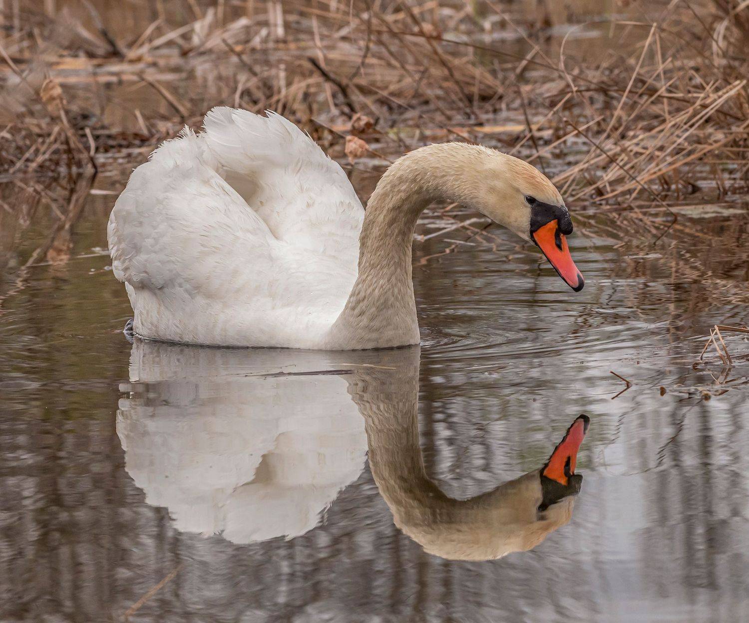 кисловодск, весна, птицы, лебедь-шипун, лебедь, Савчук Сергей