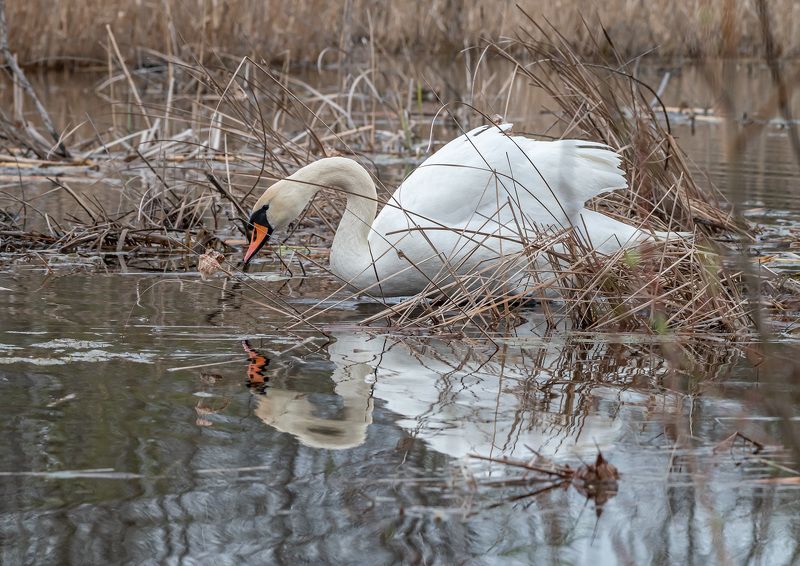 кисловодск, весна, птицы, лебедь-шипун, лебедь Вдали от шума городскогоphoto preview