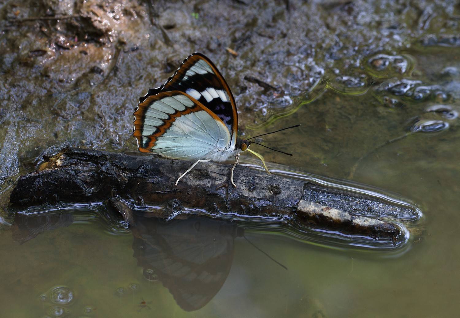 На маленьком плоту. Автор: Евгений Слободской переливница шренка mimathyma schrenckii приморье, Евгений Слободской