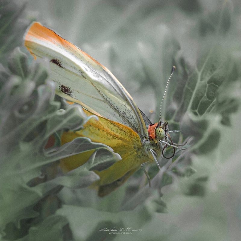 Бабочкаphoto preview