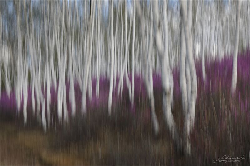 Забайкалье Багульник Цветение забайкальского багульникаphoto preview