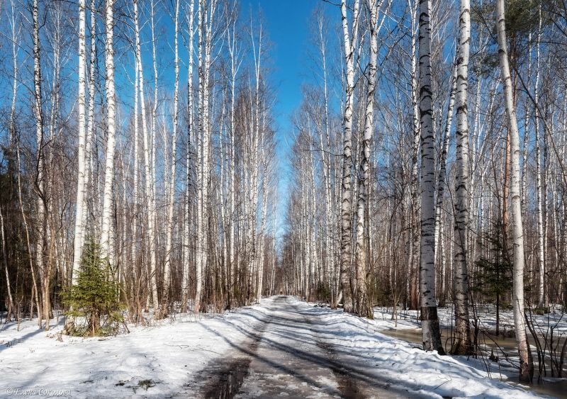 березовая роща, природа, лес, парк, тропинка, аллея, март, весна, роща, балатовский лес, черняевский лес, пермь Весенняя березовая рощаphoto preview