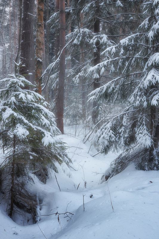 лес, зима, снег, деревья, пейзаж В зимнем лесу фото превью