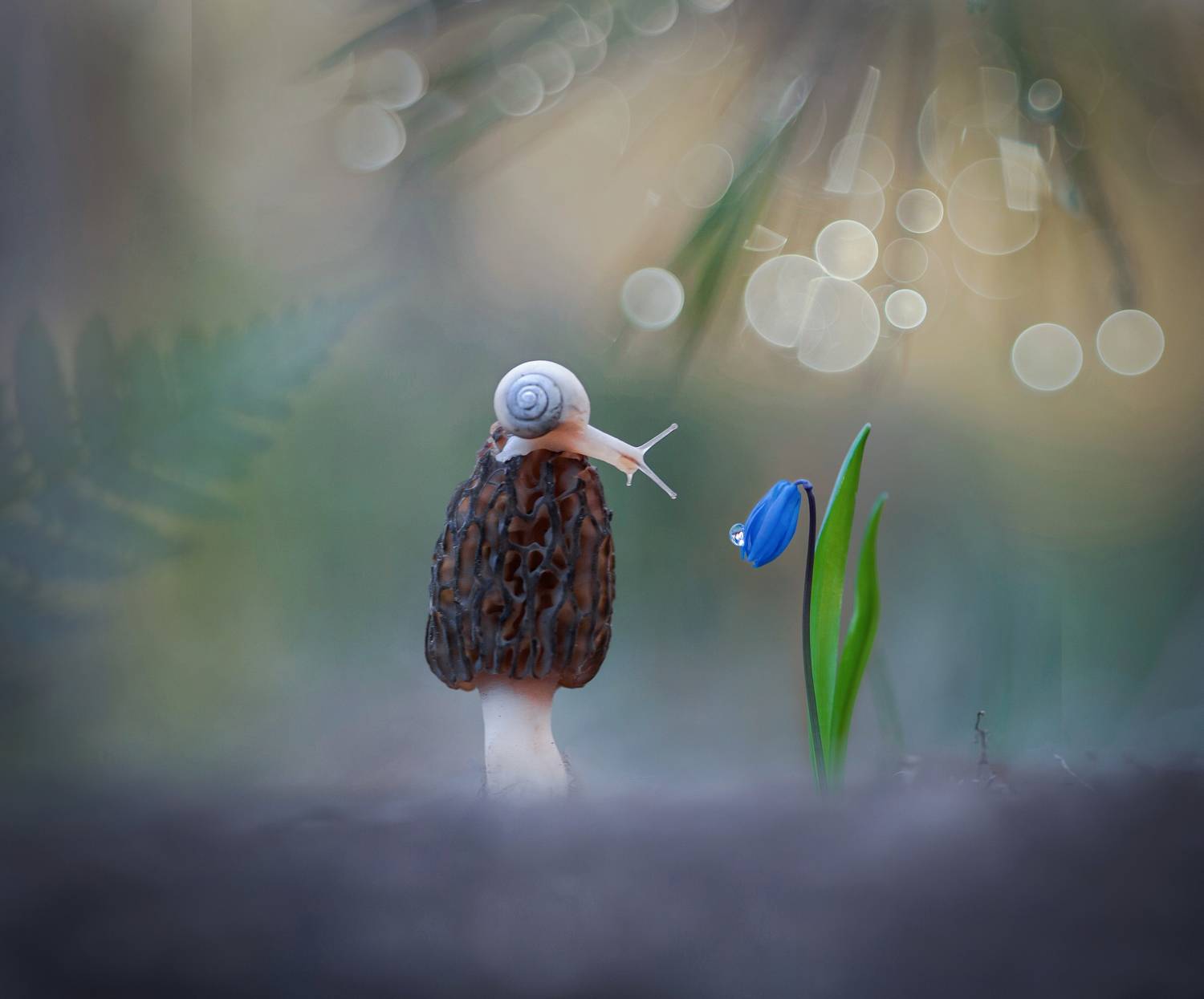 улитка, закат, сморчок, макро, макрокрасота, Александр Гвоздь