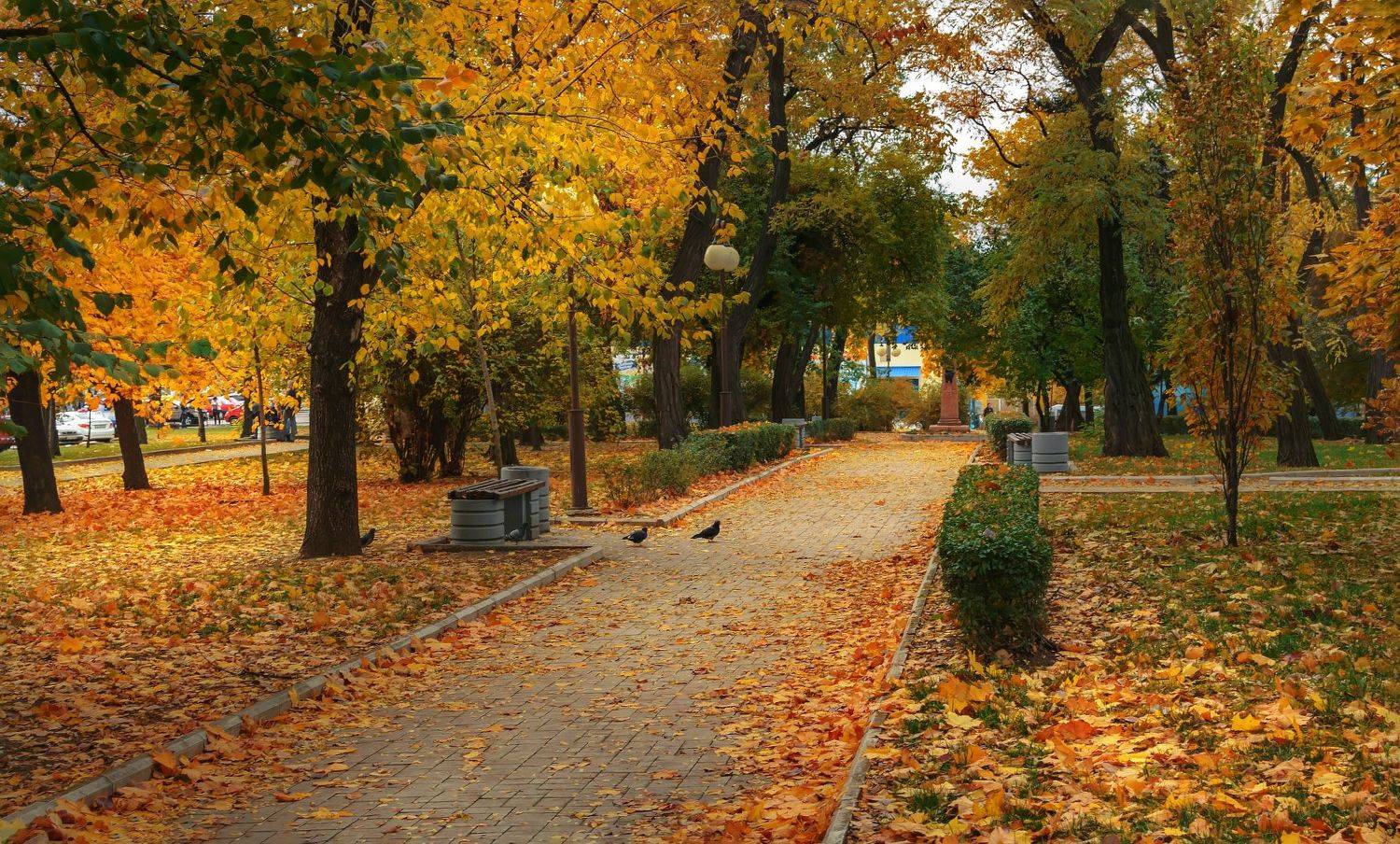 Аллея осенняя.. Автор: Лысенко Сергей , Лысенко Сергей