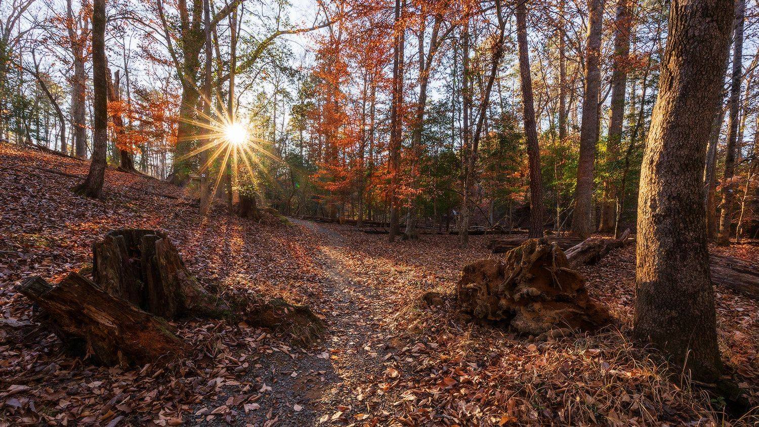 Осенний лес. Автор: Леонид Дьяченко , Леонид Дьяченко
