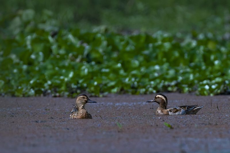#birdphotography	 #birdsofinstagram	 #wildlifephotography	 #birds	 #naturephotography	 #bird	 #nature	 #wildlife	 #photography	 #birdwatching	 #natgeo	 #photooftheday	 #nikon	 #birding	 #naturelovers	 #canon	 #animals	 #birdlovers	 #travel	 #love	 #bestbi  фото превью