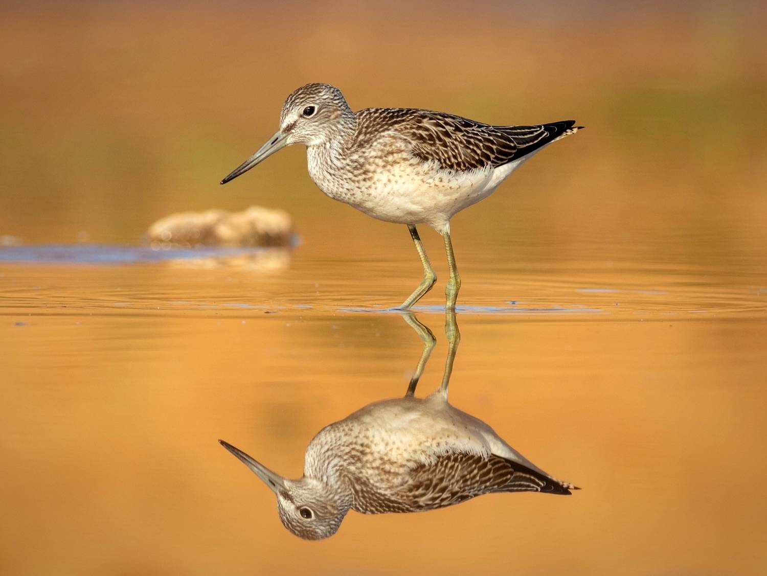 Большой улит. Автор: Павел Краснослободцев большой улит, птица, кулик, утро, желтый, отражение, birds, фотоохота, птицы, wildlife, Павел Краснослободцев