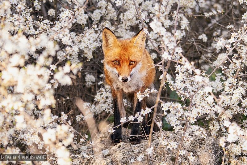 Лисаphoto preview