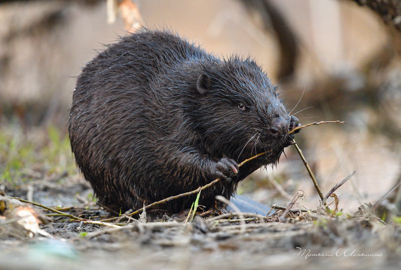Вкусная веточкаphoto preview