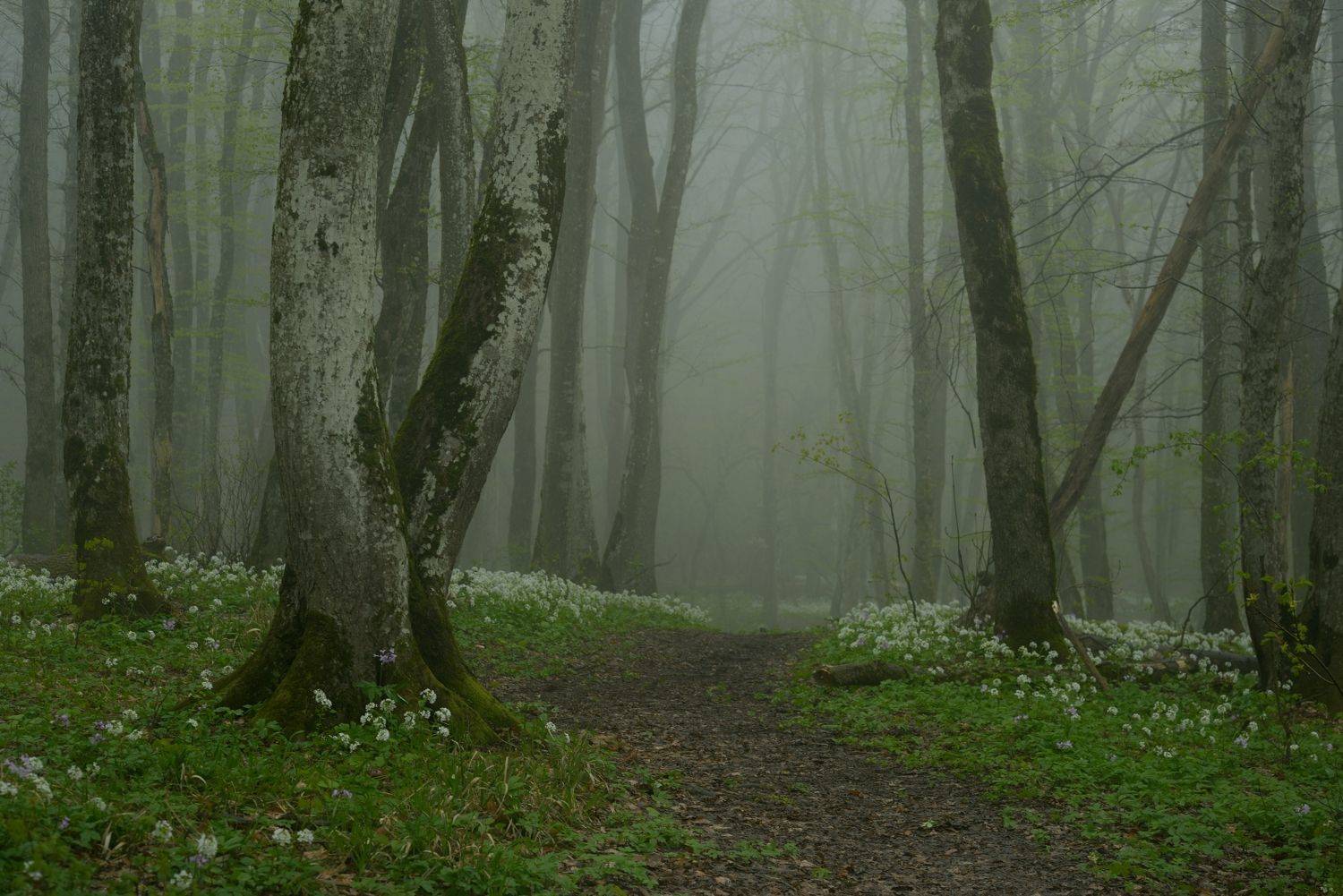 весна туман лес утро, Александр Жарников