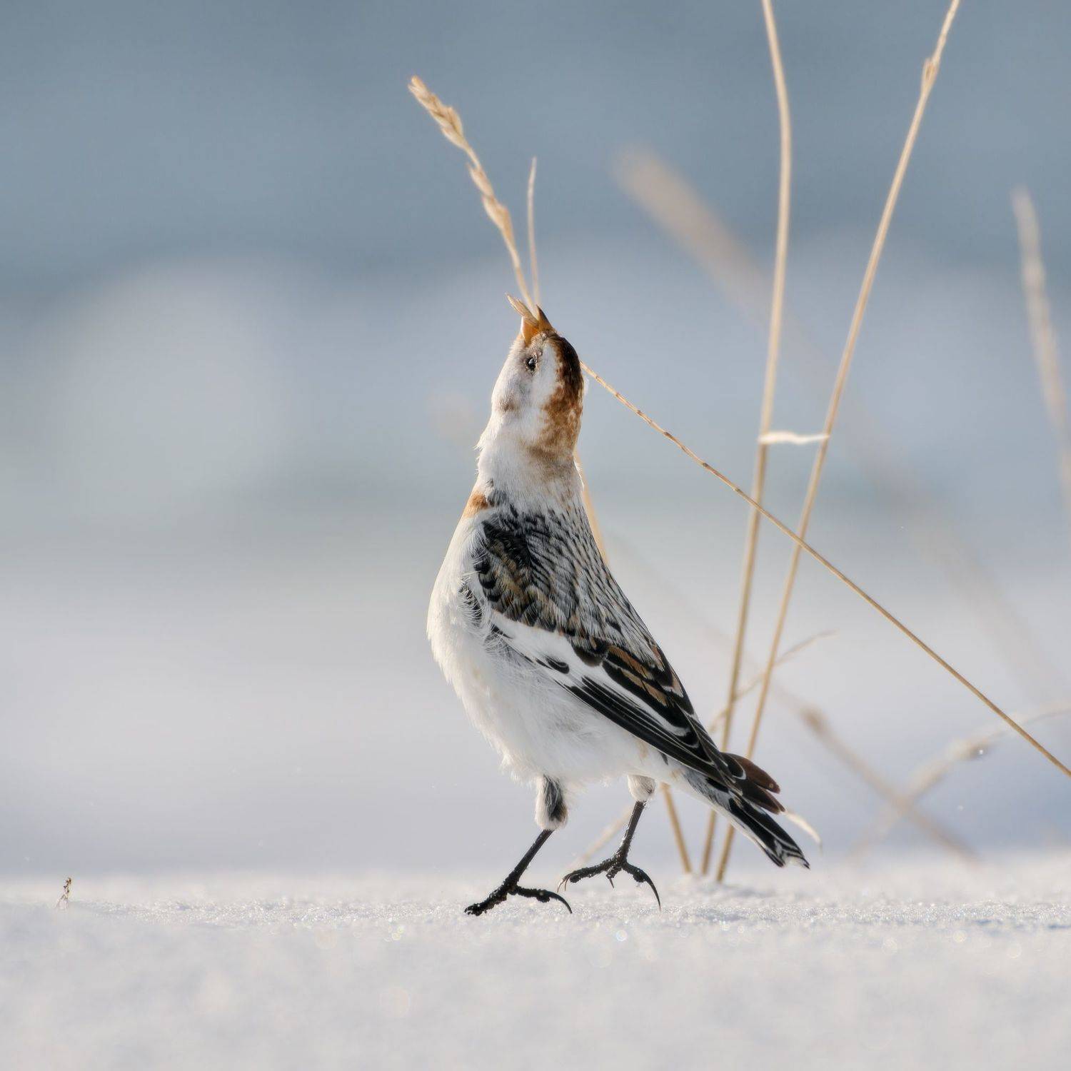 Пуночка. Автор: Александр Семенов , Александр Семенов