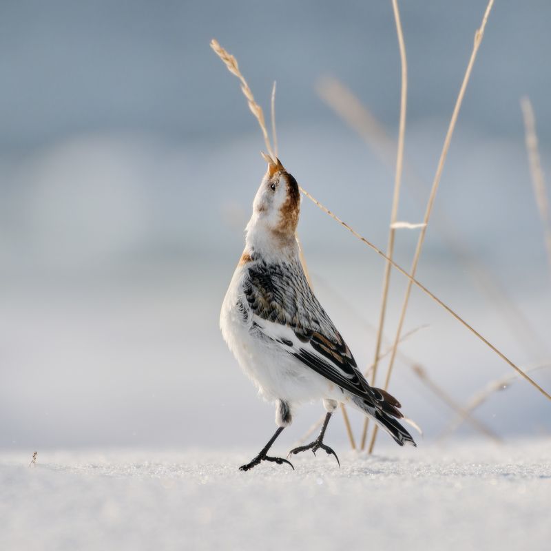 Пуночкаphoto preview