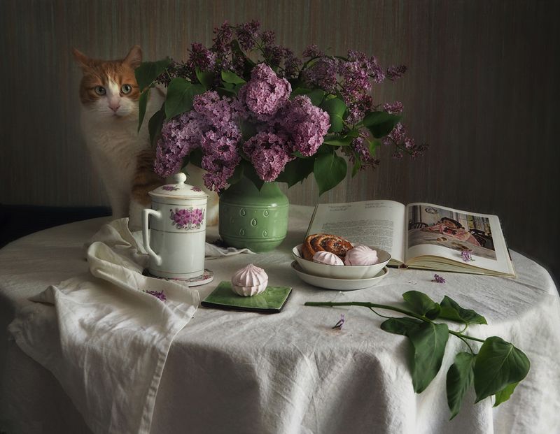 сирень, кот, книга, листья Сиреневоеphoto preview