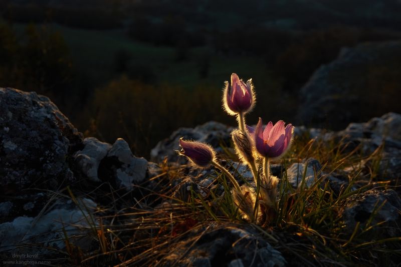 дмитр коваль, гималаи и крым вне треков, пейзаж как магия Сон (трава) Ай-Петринской яйлы фото превью