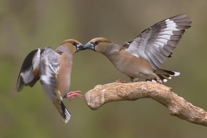 Дубоносыphoto preview