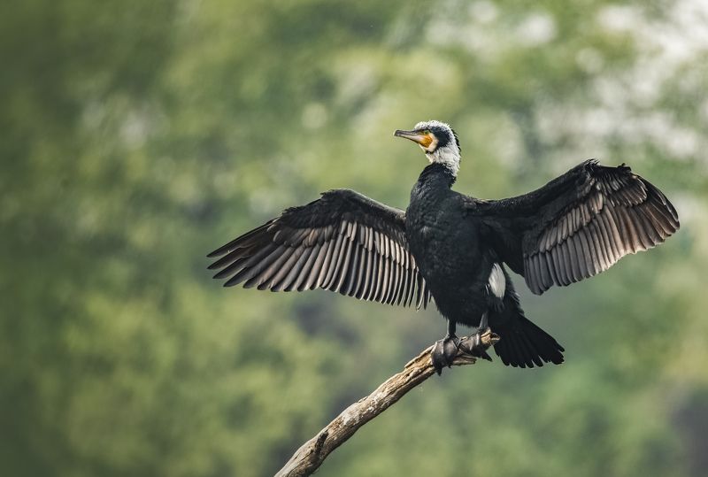 #birdphotography	 #birdsofinstagram	 #wildlifephotography	 #birds	 #naturephotography	 #bird	 #nature	 #wildlife	 #photography	 #birdwatching	 #natgeo	 #photooftheday	 #nikon	 #birding	 #naturelovers	 #canon	 #animals	 #birdlovers	 #travel	 #love	 #bestbi  фото превью