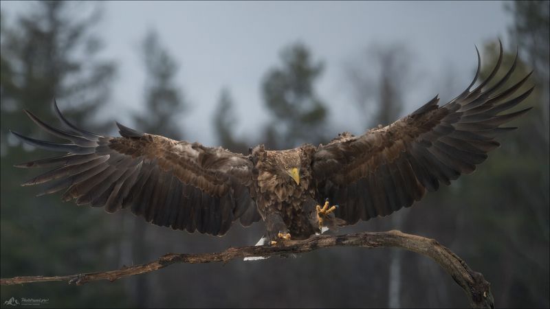 красный бор, фототур в красный бор, беларусь, орлан-белохвост, орлан, сероватень, haliaeetus albicilla, белохвостый орлан, white-tailed eagle, фотоохота MONTANAphoto preview