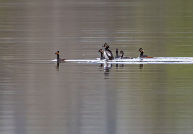 кисловодск, птицы, черношейные поганки Черношейные поганкиphoto preview