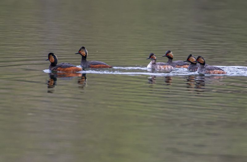 кисловодск, птицы, черношейные поганки Черношейные поганкиphoto preview