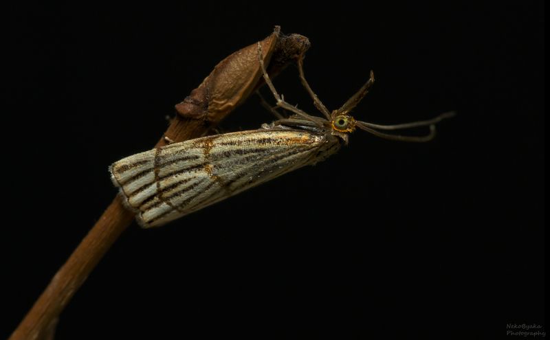 макро, природа, насекомые, лето, трава, растения, мотылек, бабочка, macro, nature, insects, summer, grass, plants, moth, butterfly, Травянка Золотистаяphoto preview