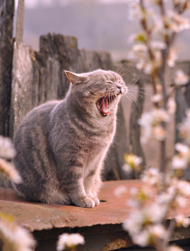 Деревенская веснаphoto preview