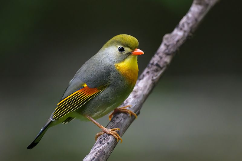 birds Red-billed leiothrixphoto preview