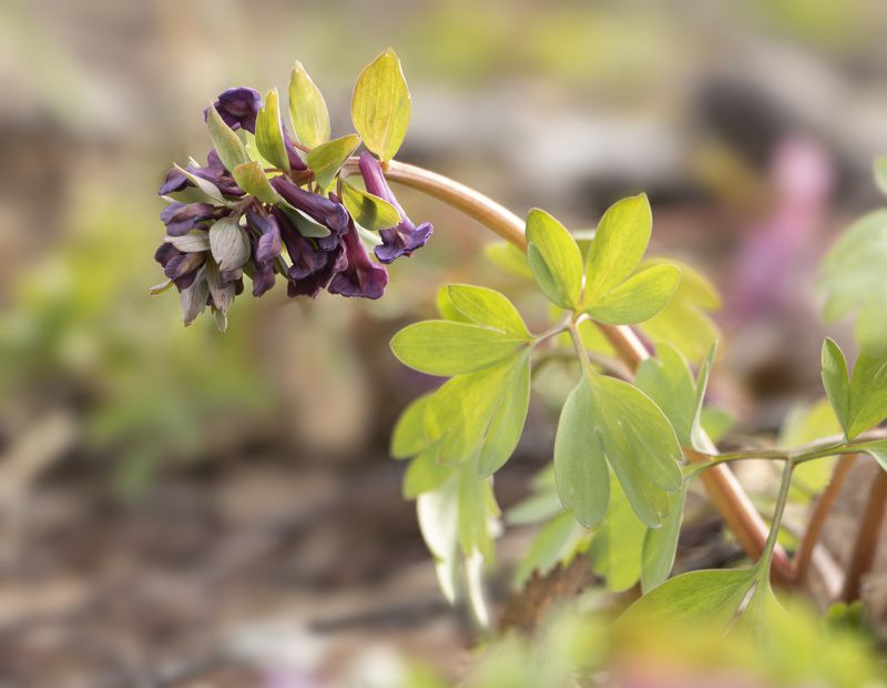 Хохлаткаphoto preview