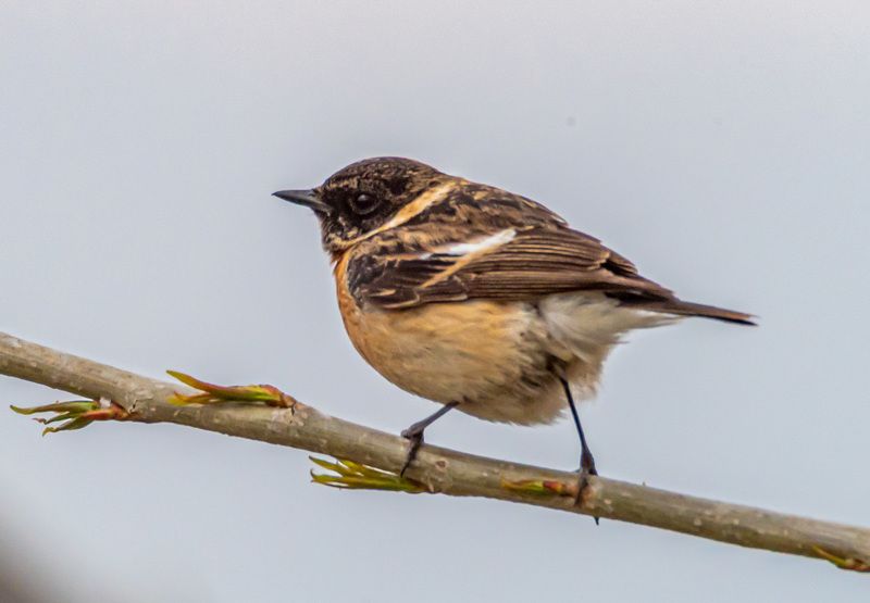 кисловодск, птицы, черноголовый чекан Черноголовый чеканphoto preview