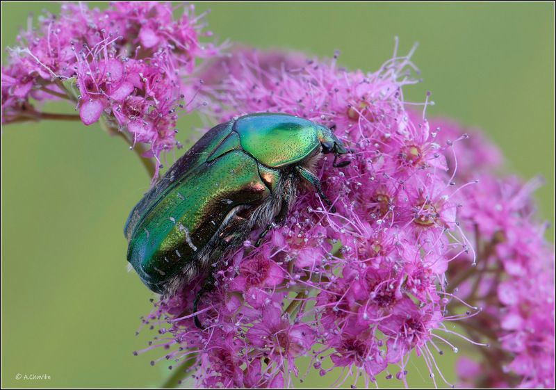 Бронзовка фото превью
