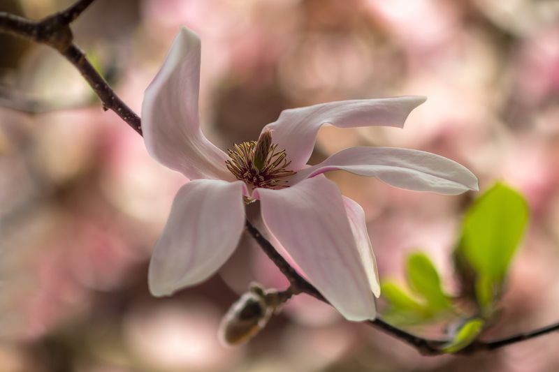 весна,природа,макро,магнолия,цветы,деревья,листья, Время магнолий.photo preview