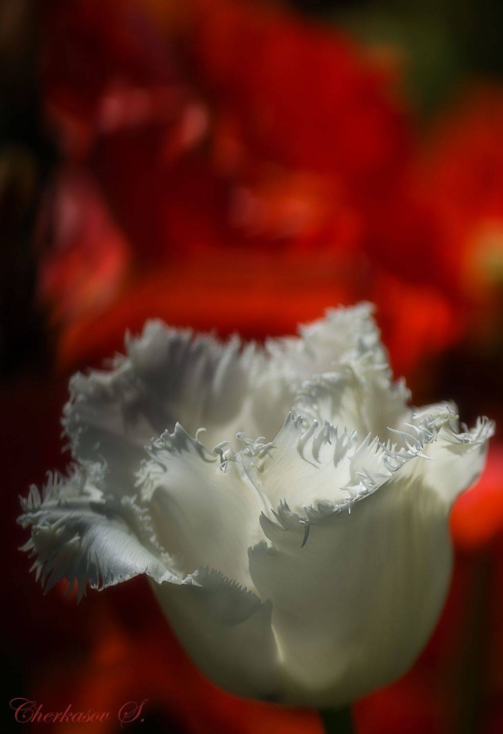 Автор: Черкасов Сергей крым, весна, цветы,, Черкасов Сергей