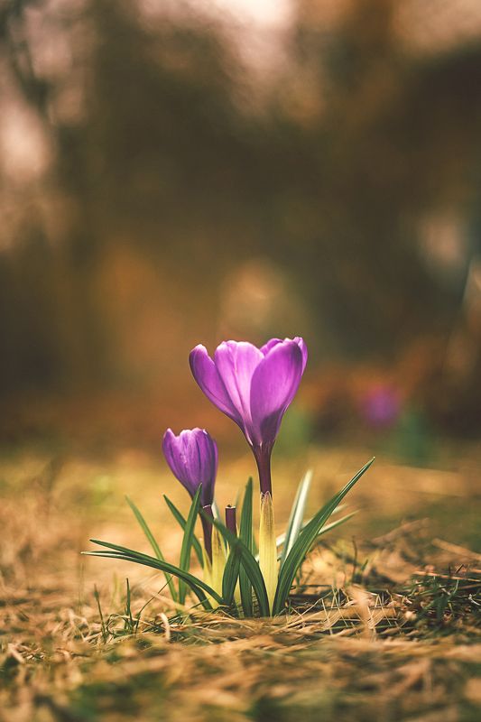 крокусы,цветы,весна,красота,первый цветы крокусыphoto preview