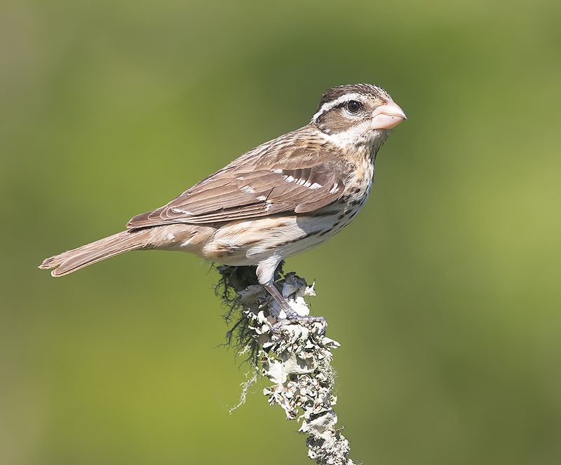 кардинал, rose-breasted grosbeak, grosbeak, весна Female. Rose-breasted Grosbeak. Красногрудый дубоносовый кардиналphoto preview