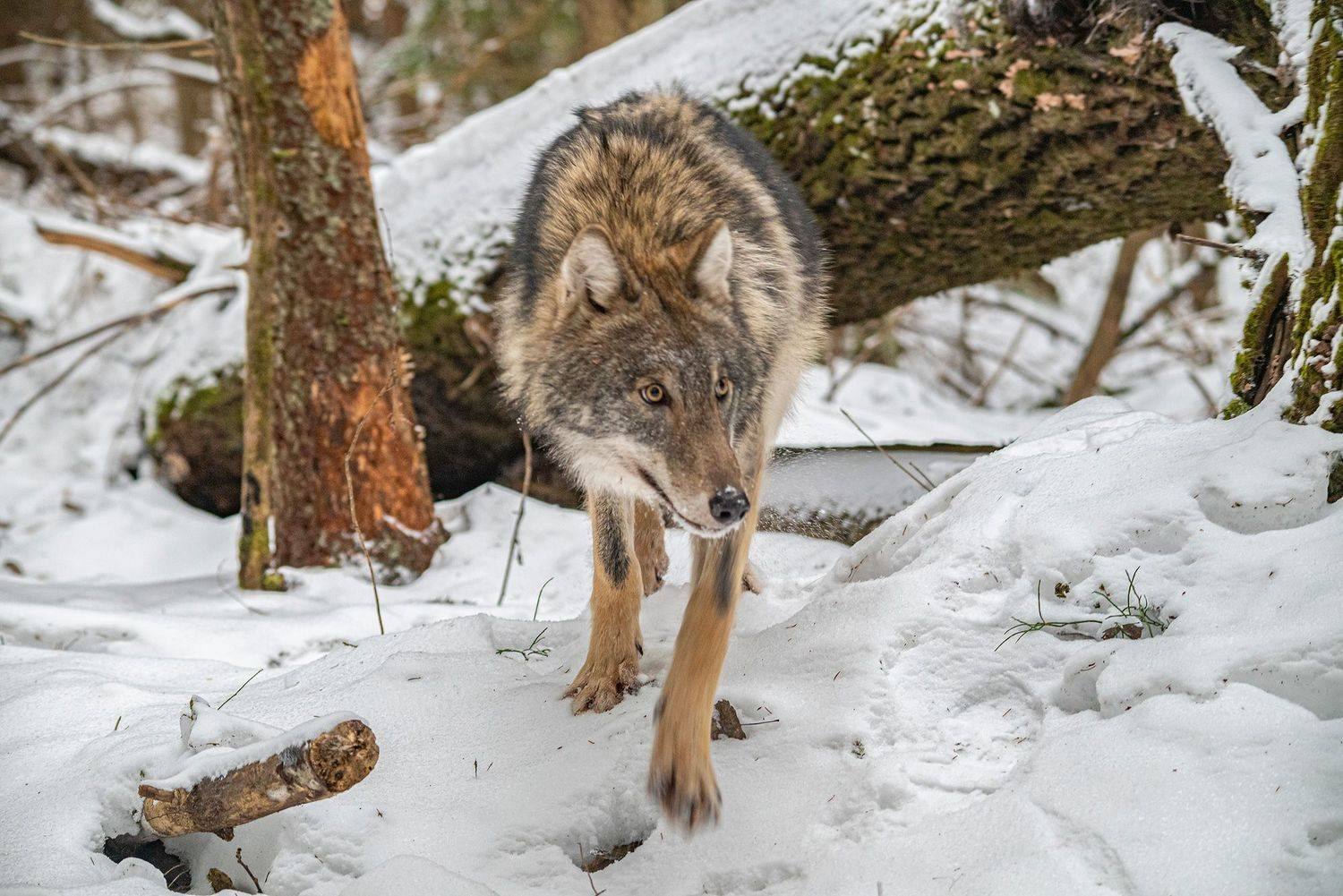 беларусь, красный бор, зима, волк, Савчук Сергей