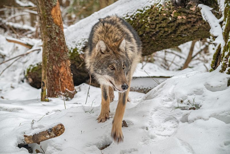 беларусь, красный бор, зима, волк В боруphoto preview