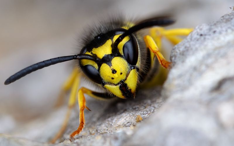 оса германская, vespula germanica, складчатокрылые осы, vespidae Зверь, именуемый осphoto preview