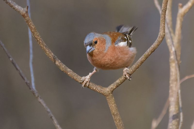 На рогулькеphoto preview