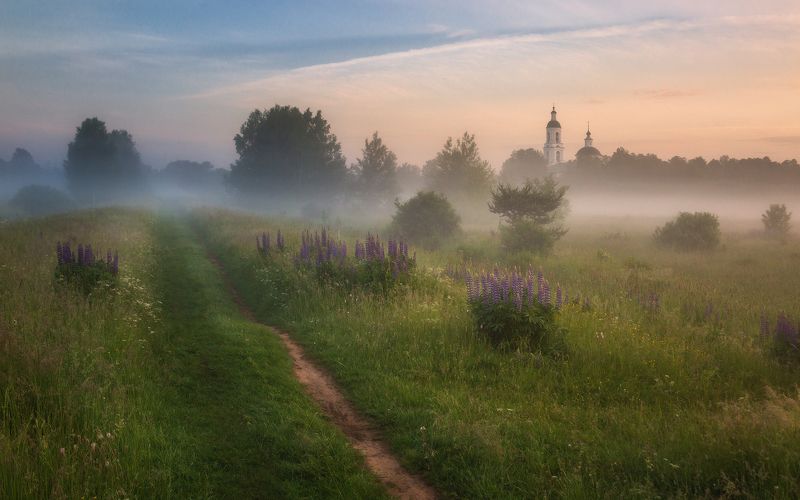 храм, туман, люпины, Утро во Владимирской областиphoto preview