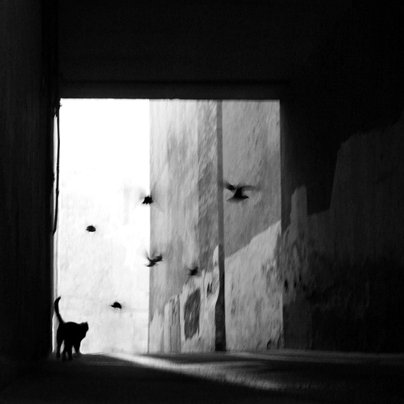 немалевичphoto preview