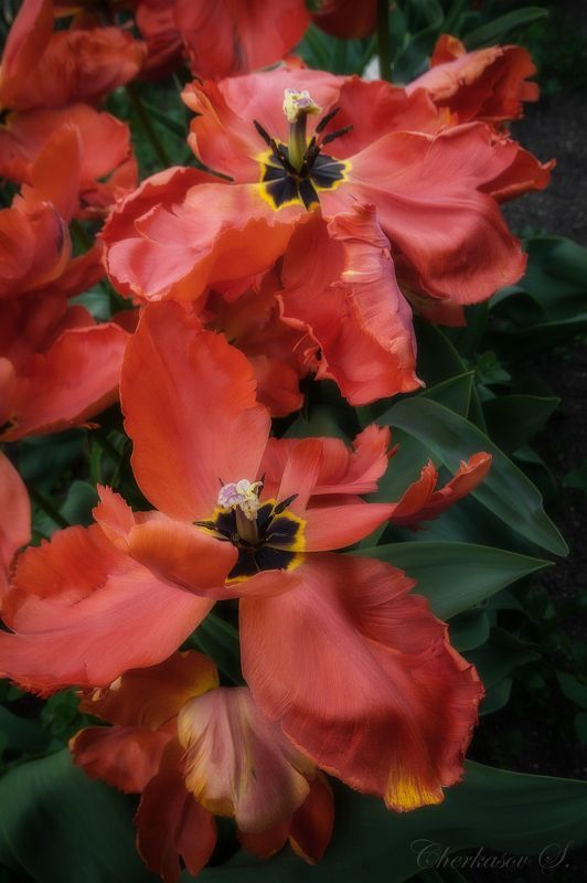 крым, весна, цветы, photo preview