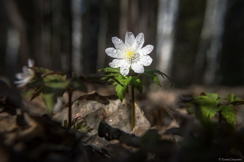 цветы, ветреница, весна, макро, лес, природа Ветреница алтайскаяphoto preview