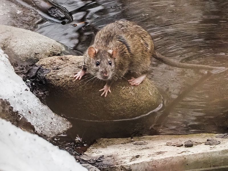 ловля на хвост))photo preview