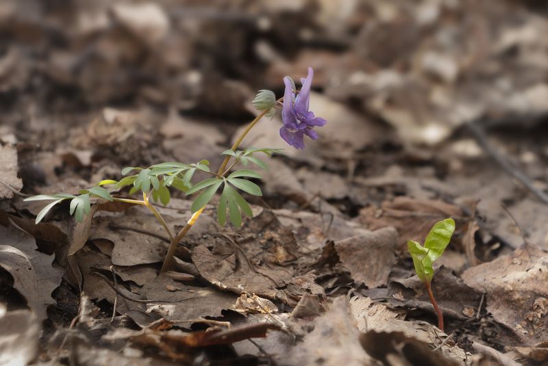 Встречаphoto preview