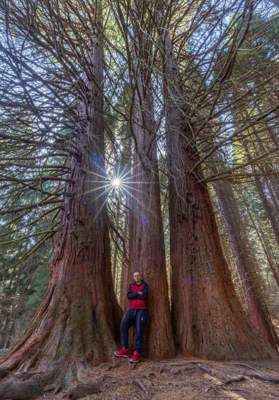 vertical nature trees landscapes meditationphoto preview