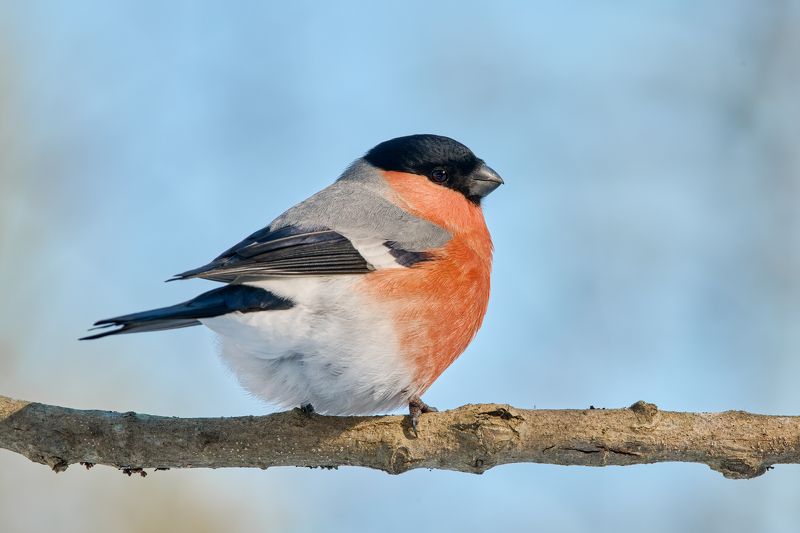 Снегирьphoto preview