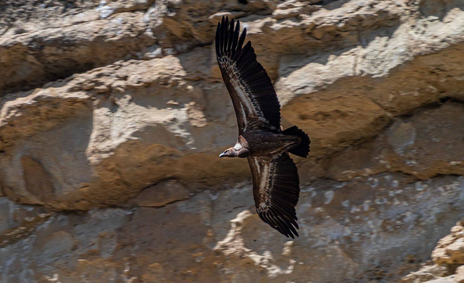 белоголовый сип, кисловодск, аликоновское ущелье, птицы, Савчук Сергей