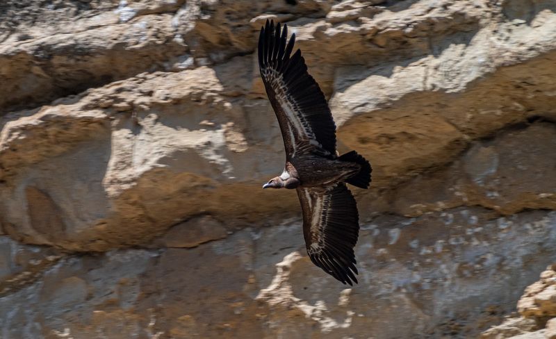 белоголовый сип, кисловодск, аликоновское ущелье, птицы Белоголовый сип в Аликоновском ущельеphoto preview