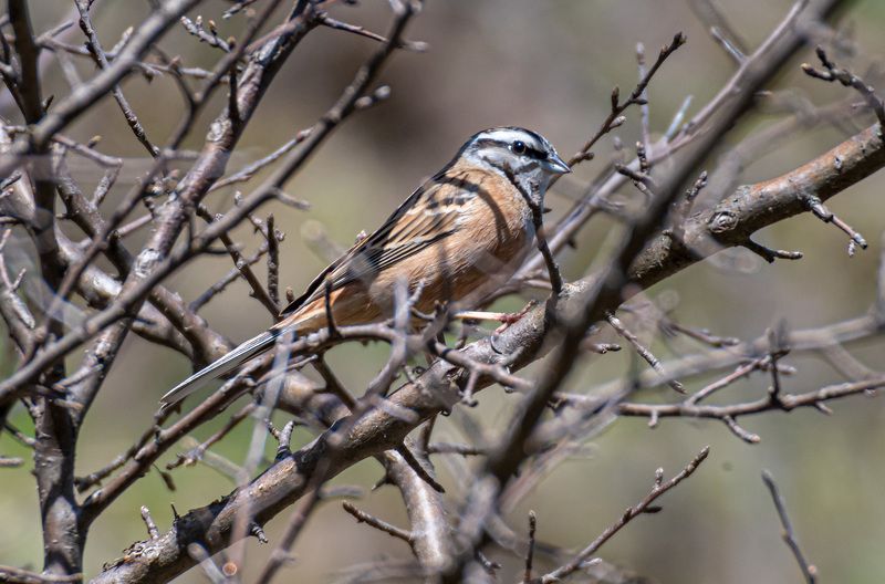горная овсянка, кисловодск, птицы Горная овсянкаphoto preview